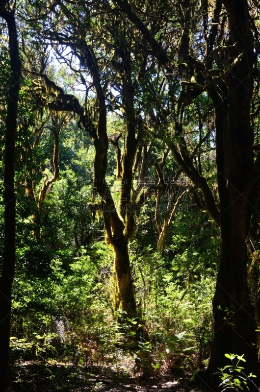 戈梅拉,地形,极端地形,绿色,自然美,宁静,自然,风景,图像,垂直画幅