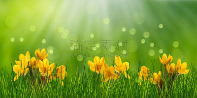 番红花属,草地,全景,北方深红色食蜂鸟,贺卡,复活节,水平画幅,枝繁叶茂,无人,户外