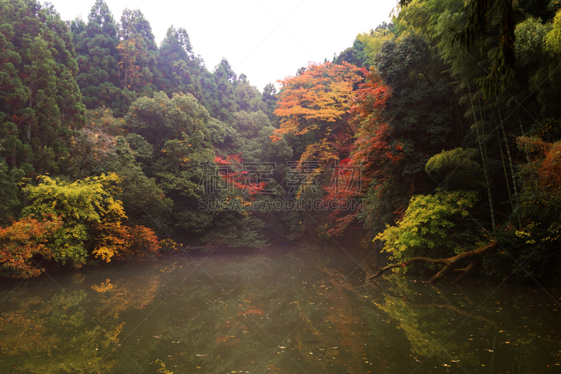 叶子,秋天,池塘,伏见稻荷大社,圆山公园,稻荷神社,祗园,鸡爪枫,京都府,水平画幅