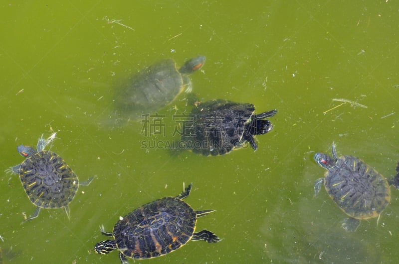 红耳海龟,巴西龟,水,水平画幅,动物学,野外动物,沼泽,户外,爬行纲,水生动植物