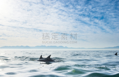 海豚,海洋,动物群,水,水平画幅,进行中,银色,智慧,大西洋,野外动物