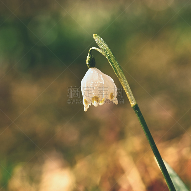 雪花,自然,春天,森林,彩色背景,自然美,胸骨,雪花莲,春季系列,雪