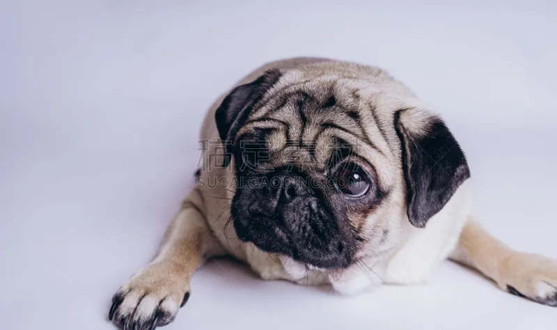 狗 巴哥犬 白色背景 可爱的 纯种犬 背景分离 肖像 脊椎动物 哺乳纲 哈巴狗图片素材下载 稿定素材 狗 巴哥犬 白色背景 可爱的 纯种犬 背景分离 肖像 脊椎动物 哺乳纲 哈巴狗图片素材下载 稿定素材