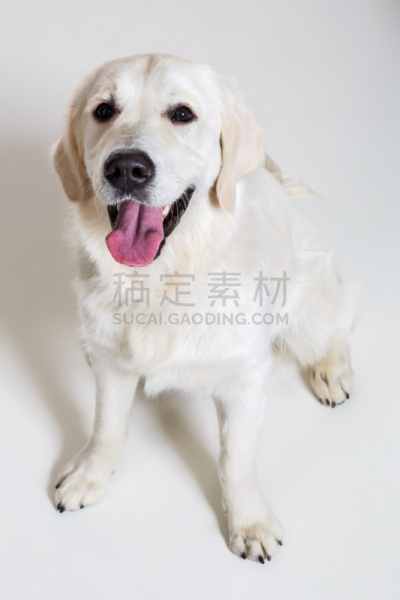 拉布拉多犬,白色背景,裁剪衣服,宠物服装,正装照片,金毛寻回犬,垂直画幅,机敏,留白,寻回犬