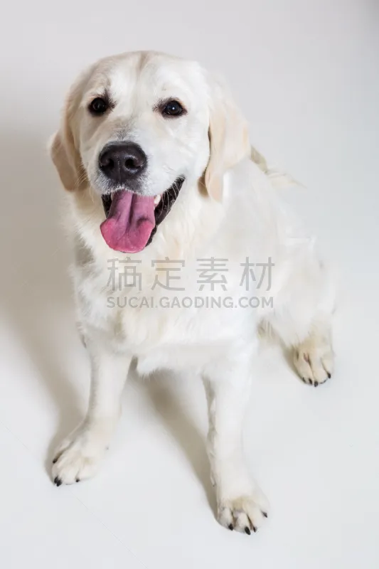 拉布拉多犬 白色背景 裁剪衣服 宠物服装 正装照片 金毛寻回犬 垂直画幅 机敏 留白 寻回犬图片素材下载 稿定素材 拉布拉多犬 白色背景 裁剪衣服 宠物服装 正装照片 金毛寻回犬 垂直画幅 机敏 留白 寻回犬图片素材下载 稿定素材