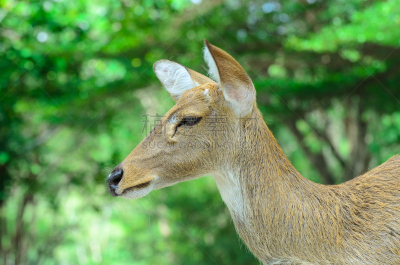 brow-antlered deer,接力赛,自然,机敏,褐色,野生动物,水平画幅,户外,草,鹿