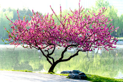 桃树,自然,水平画幅,无人,户外,春天,粉色,花朵,季节,花