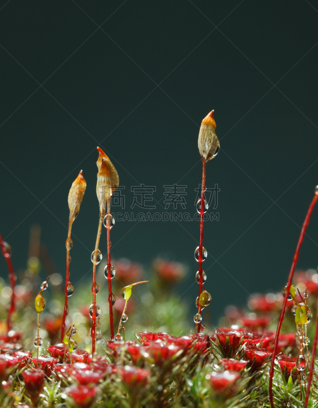 苔藓,露水,濑田河,垂直画幅,水,无人,湿,沼泽,户外,特写