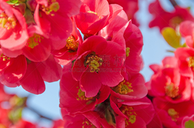 皱皮木瓜,温柏,特写,粉色,户外,欧洲赤松,茶花,美,水平画幅,无人