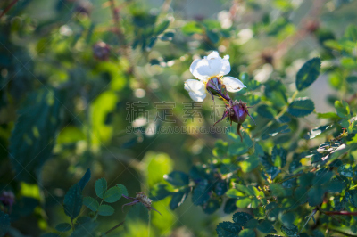 白色,叶子,绿色,野玫瑰,美,芳香的,水平画幅,无人,法式食品,纯净