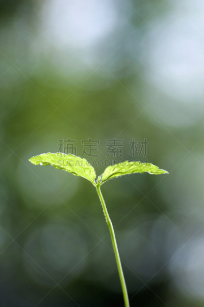 双叶区,垂直画幅,水,绿色,秧苗,无人,太阳,水滴,春天,植物