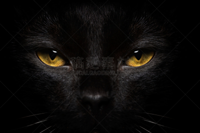 猫,黑色,特写,动物视网膜,短毛猫,美,水平画幅,注视镜头,家畜
