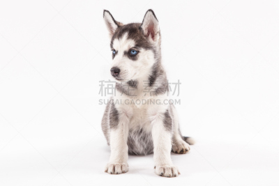 白色背景,小狗,雪橇犬,西伯利亚哈士奇犬,爱斯基摩犬,阿拉斯加雪橇犬,幼兽,美,水平画幅,工作室