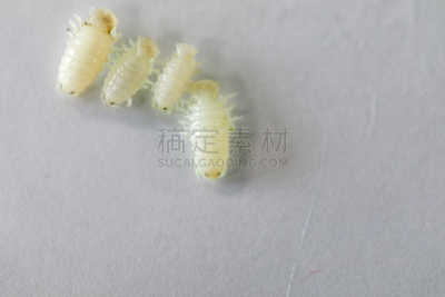 外骨骼,动物,等足目,海洋,甲壳动物,实验室,动物肢和翼,教室,淡水鱼,教育