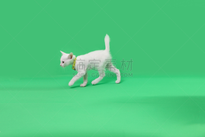 猫,色键,美,水平画幅,爪子,家庭生活,性格,动物身体部位,泰国,工作室