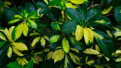 多样,夏威夷,瓦胡岛,热带灌木,太平洋岛屿,热带气候,云,八仙花属,龙血树属植物,皇后伞树