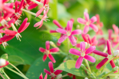 园林,花朵,多色的,忍冬,仰光,箭木,水手,泰国人,档案,花束