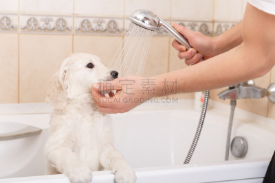 金毛寻回犬,小狗,皂液器,骄纵宠物,可爱的,湿,纯种犬,狗,小的,淋浴