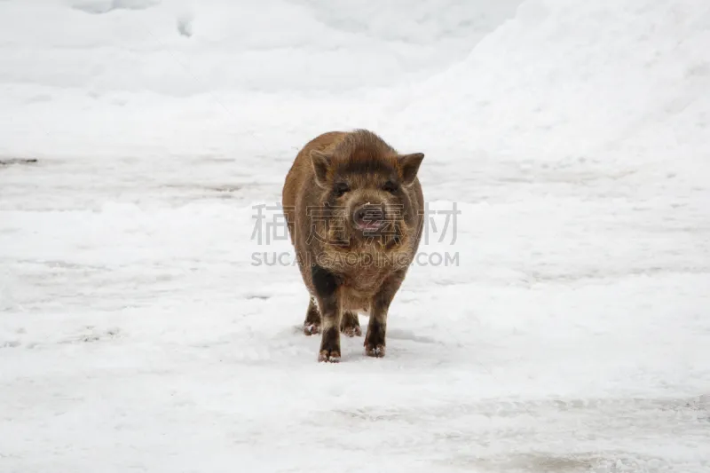 小的 雪 猪 褐色 野生动物 水平画幅 可爱的 家猪 巨大的 动物身体部位图片素材下载 稿定素材 小的 雪 猪 褐色 野生动物 水平画幅 可爱的 家猪 巨大的 动物身体部位图片素材下载 稿定素材