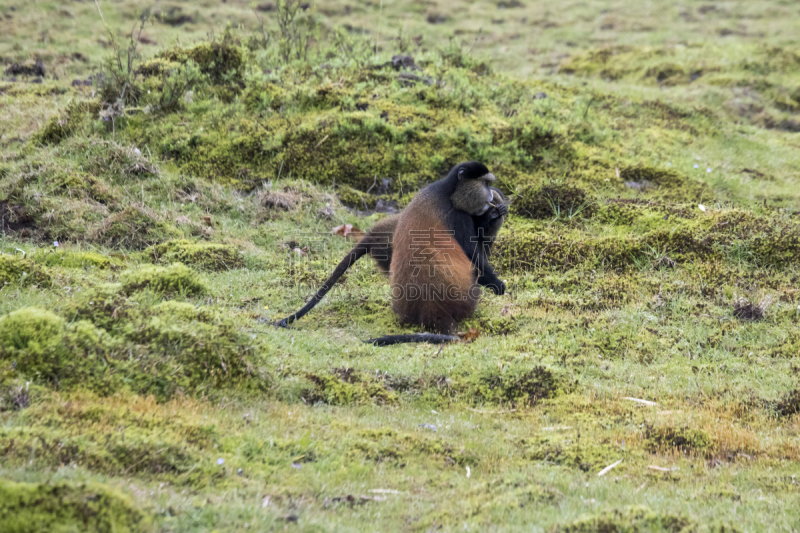 parc national des volcans,金丝猴,卢旺达,濒危物种,威兰伽国家公园,特有物种,野生动物,水平画幅,无人,桉树