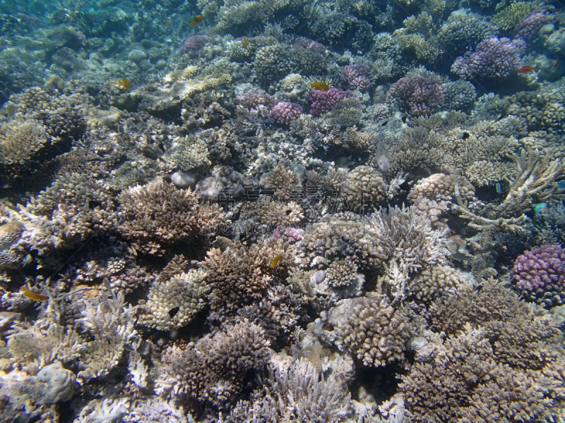 浮潜,红海,水,水平画幅,水肺潜水,无人,水下,埃及,中东,植物