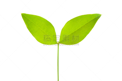 双叶区,留白,植物,水平画幅,绿色,无人,日本,白色背景,摄影