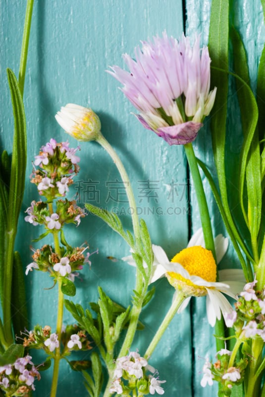 蓝色,熏衣草,细香葱,香旱芹菜,香料,龙蒿,春天,绿松石色,乡村风格,植物