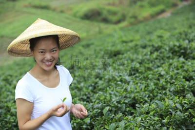 田地,茶树,雨帽,肖像,东亚人,枝繁叶茂,中国,农场,园林,植物