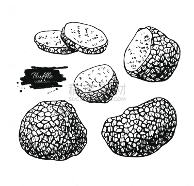 块菌,绘画插图,矢量,食品,蘑菇,草图,动物手,雕刻图像,雕刻术,蚀刻版画
