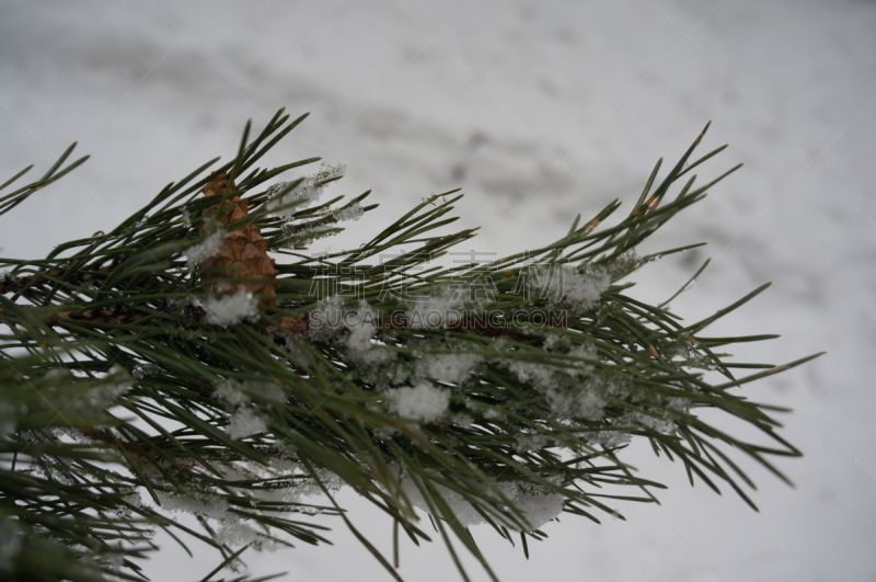 枝,松木,冰川,落叶松,灌木林,冰柱,深雪,水,风,水平画幅