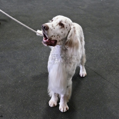 狗,赛特种猎狗,闪亮的,遛狗师,纯种犬,澳洲丝毛梗,个人卫生用品,与众不同,驯狗员,理毛行为