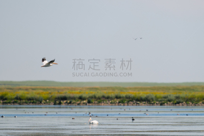 鹈鹕,美洲白鹈鹕,反嘴鹬,萨斯喀彻温省,褐色,水平画幅,阿尔伯塔省,鸟类,草原