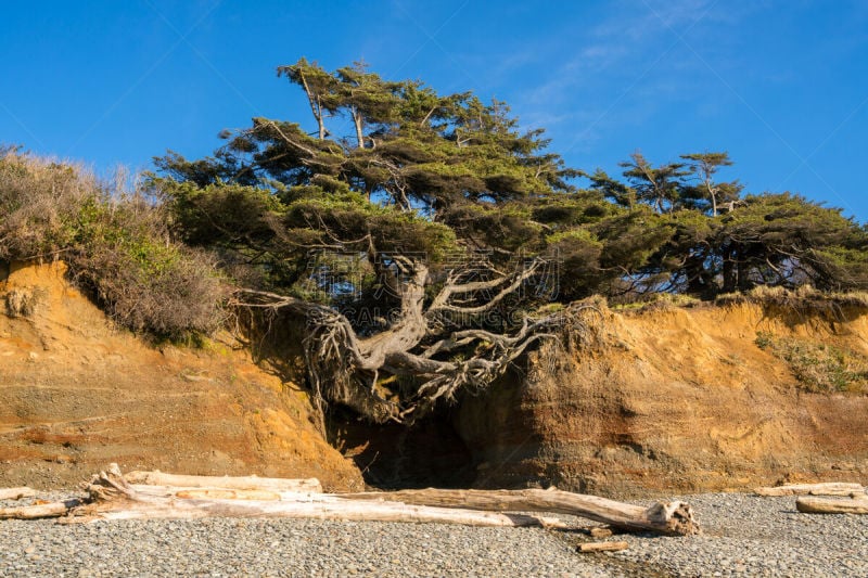 海洋,寂寞森林,美国西北太平洋地区,被侵蚀的,美国,海滩,河岸,树,退潮,摄影