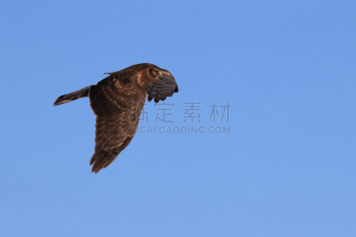 新墨西哥,老鹰,美国,野生动物保护区,北部鹞,巴斯克阿帕契国家野生动物保护区,彩色背景,野生动物,母鸡,红色背景