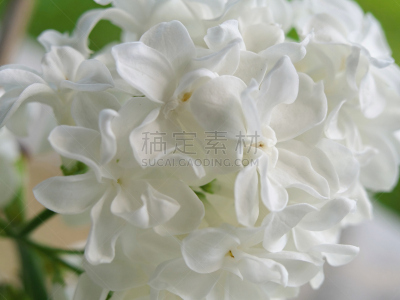 白色,大特写,丁香花,特写,深情的,背景,Pretty Phacelia,香水柜台,花序,花