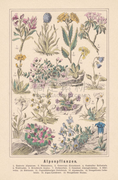 Alpine plants, hand-colored lithograph, published in 1890