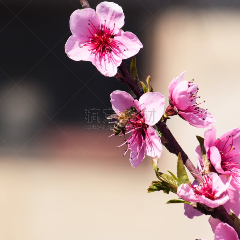 蜜蜂,桃,清新,背景分离,边框,环境,樱桃,春天,植物,背景