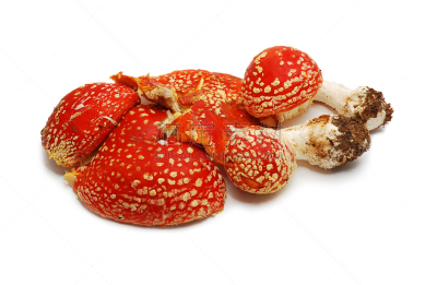 红色,蘑菇,自然,伞形毒菌,水平画幅,无人,有毒生物体,背景分离,橙色伞菌,摄影