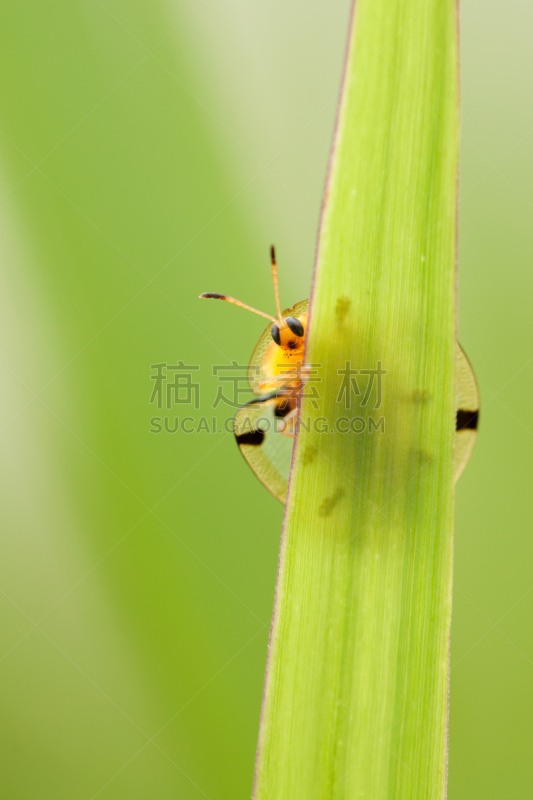 龟甲虫,自然,垂直画幅,野生动物,注视镜头,橙色,动物身体部位,草,特写,刀刃草