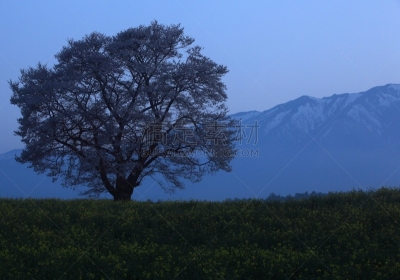 岩手县,山,樱之花,旅途,态度,草,自然美,吉野樱花,春天,樱桃树