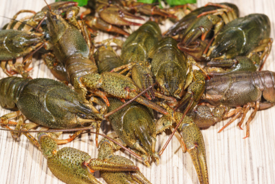 Ð¡rayfish (lat. Astacus astacus) is a species of decapod crustacean of the infraorder Astacidea