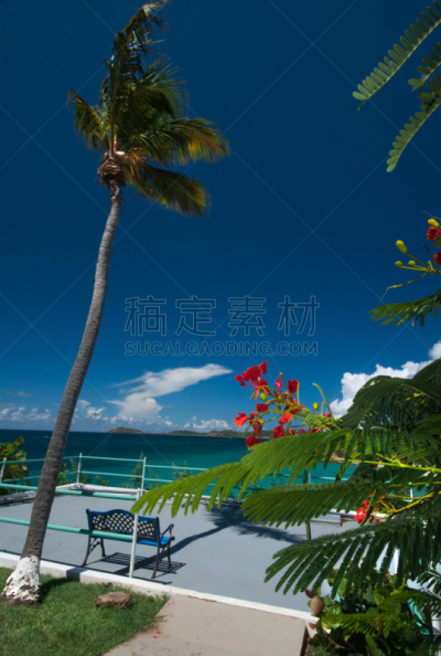圣汤姆斯,热带的花,垂直画幅,选择对焦,水,天空,美,留白,气候,状态描述