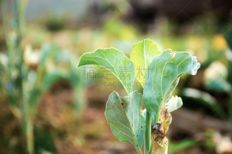 农场,羽衣甘蓝,栽培植物,公亩,农业,蔬菜,清新,食品,泰国,叶绿素