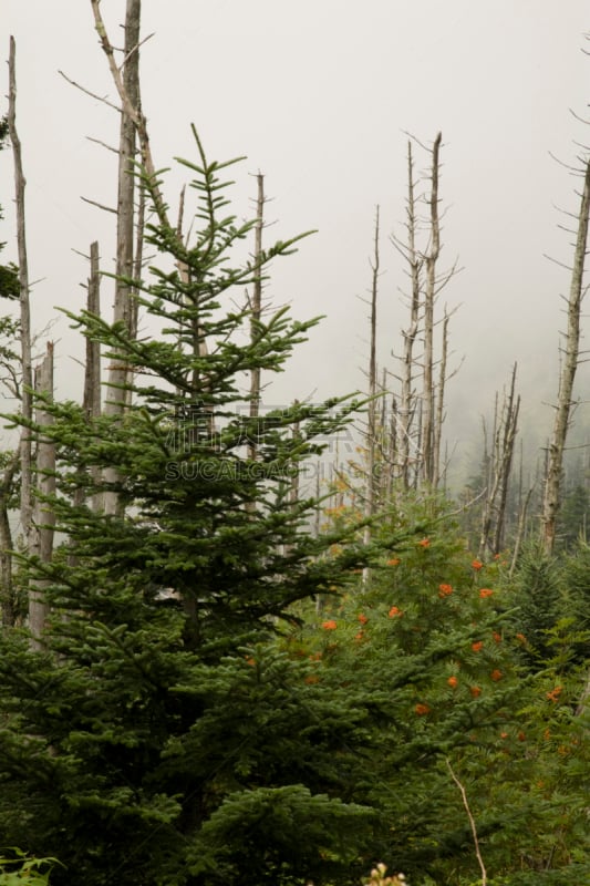 clingman's dome,山,美国,杉树,,灰树,南方丘陵地带,垂直画幅,北卡罗来纳,地名