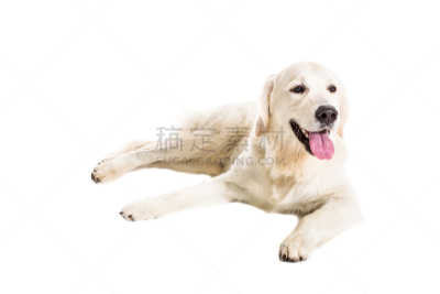 拉布拉多犬,白色背景,裁剪衣服,宠物服装,金毛寻回犬,正装照片,机敏,留白,寻回犬,水平画幅