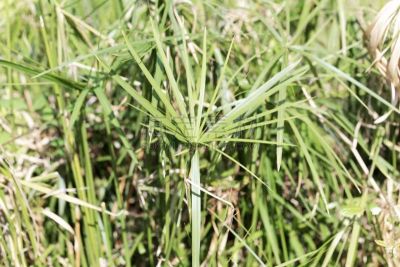 伞状植物,自然,非洲,法国,图像,草,生物,叶子,无人,莎草
