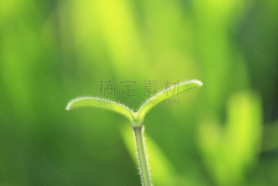双叶区,自然,植物,水平画幅,绿色,无人,叶子,摄影