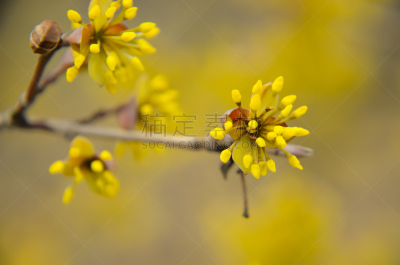 欧洲,花朵,开花的山茱萸,箭木,美,公园,水平画幅,樱花,樱桃,无人