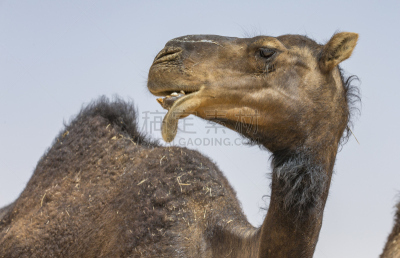 骆驼,唾液,empty quarter,单峰骆驼,天空,水平画幅,沙子,无人,偏远的,干的