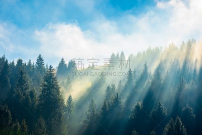 非凡的,风景,雾,森林,秋天,中午,环境,云,天气,云杉